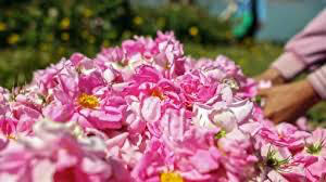 Isparta Damascena Rose Rose oil